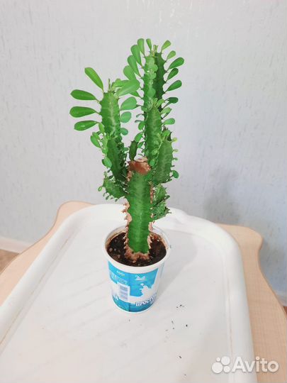 Кактус молочай трехгранный