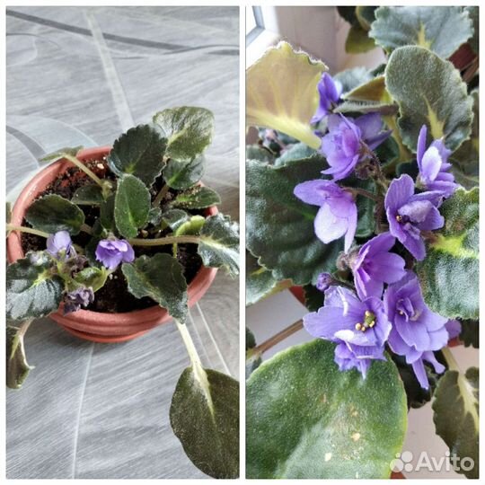 Фиалки, алоэ, сансевьера, хлорофитум