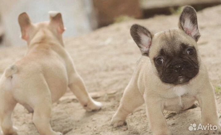 Французский бульдог щенки