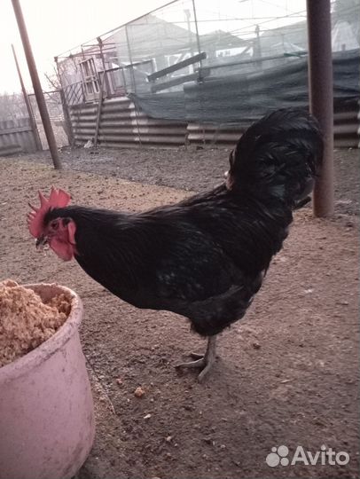 Джерсийский гигант петух