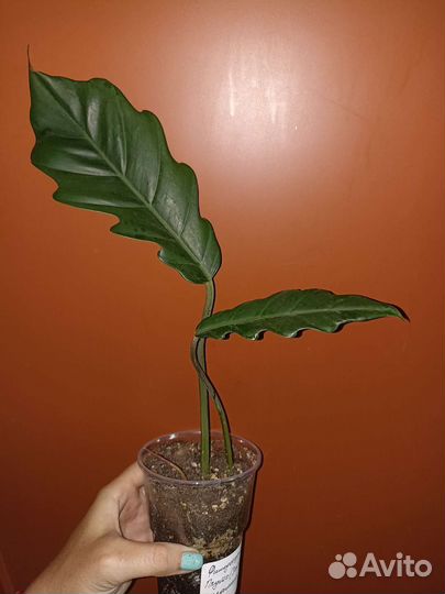 Сциндапсусы, филодендроны, монстеры