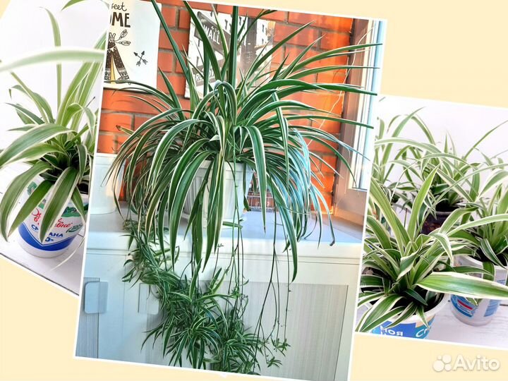 Комнатные цветы Хлорофитум