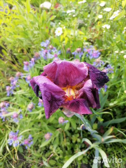 Ирис бородатый