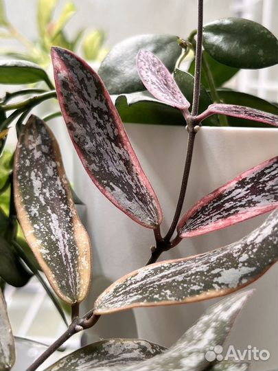 Хойя сигилатис альба