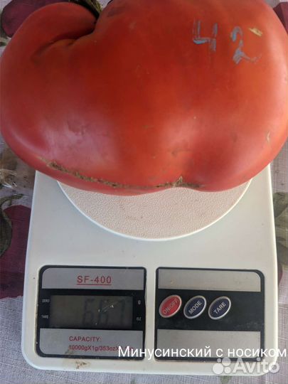Продам семена томатов