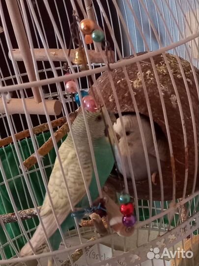 Домашние птенцы волнистый попугай