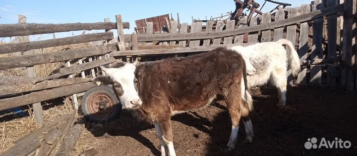 Продажа скота