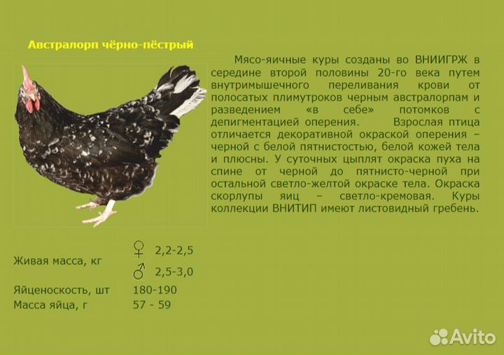 Утята, цыплята