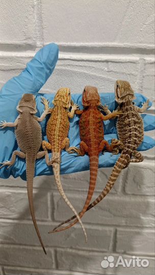 Бородатая агама