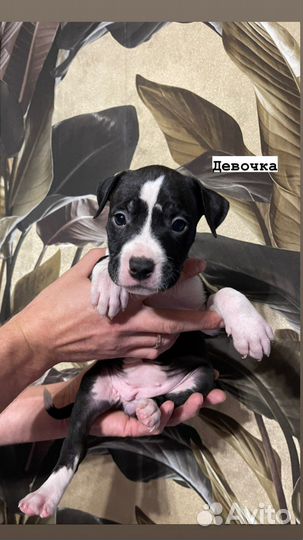 Американский стаффордширский терьер