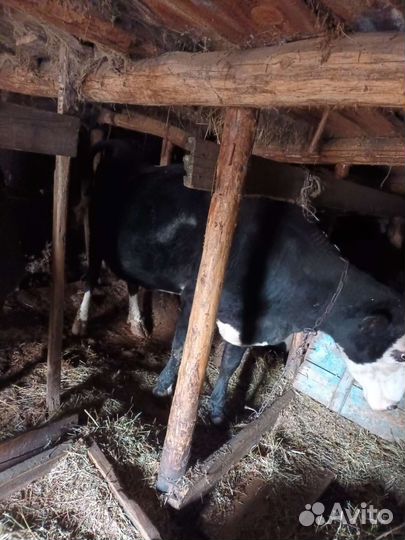 Корова стельная дойная