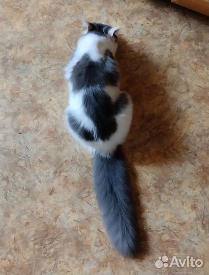 Кошка