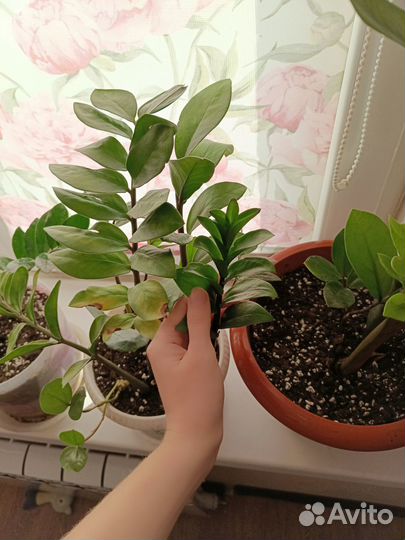 Замиокулькас долларовое дерево