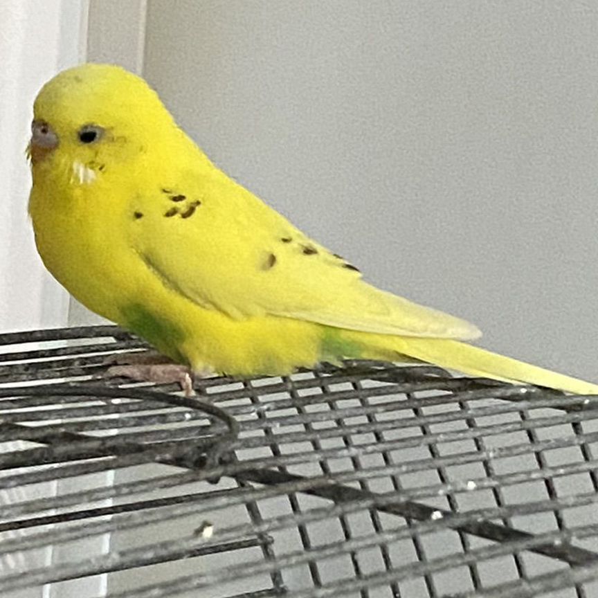 Chiroyli erotik chozish