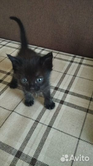 Котята 1,5 мес
