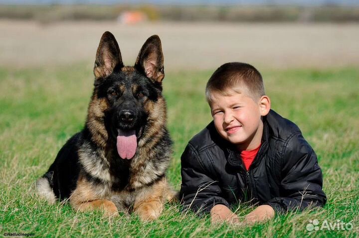 Фотосессии для владельцев собак