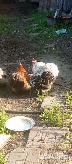 Куры цыплята