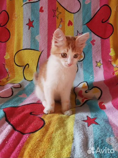 Золотой мальчишка