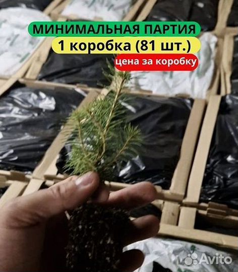 Сеянцы ели зкс в розницу