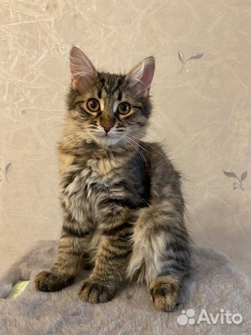 Котенок (мальчик), 4 месяца