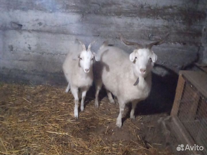 Зааненские козы