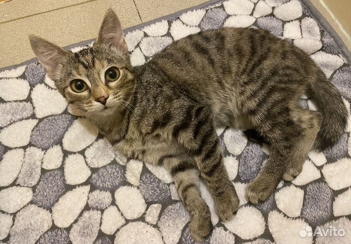 Котенок кошечка девочка