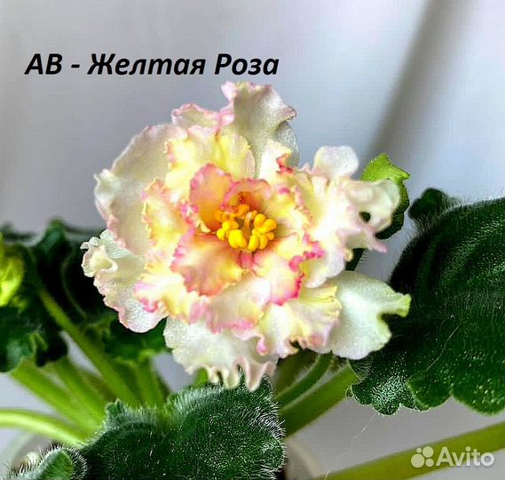 Сортовые фиалки