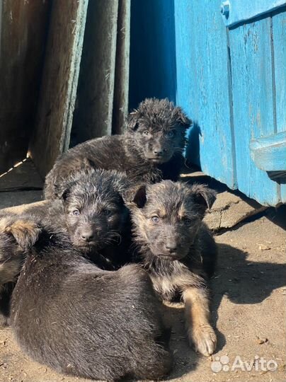 Щенки помесь немецкой овчарки