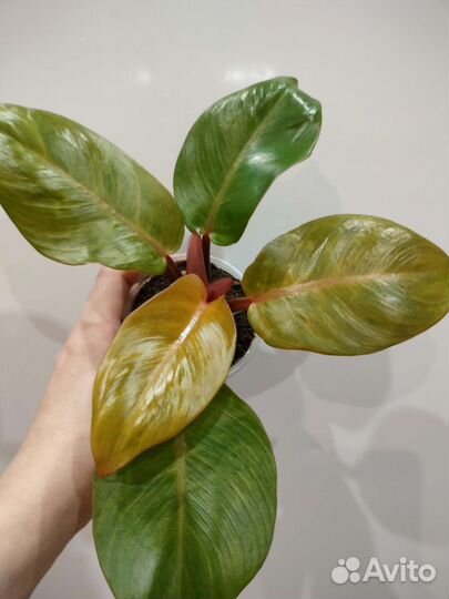 Филодендрон Вильямси, Мунлайт Сплеш,Scrambled Eggs