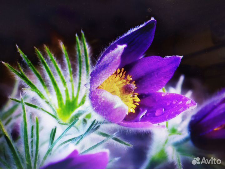 Многолетние садовые цветы