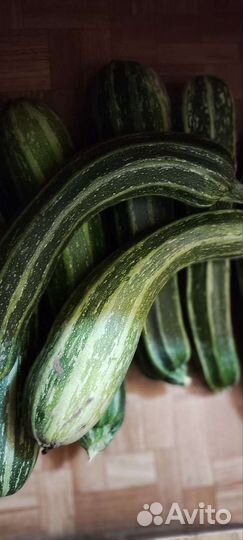 Кабачки домашние, слива