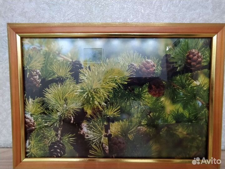 Фото природы в рамке