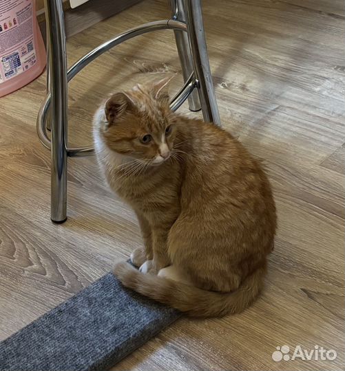 Котятенок в добрые руки
