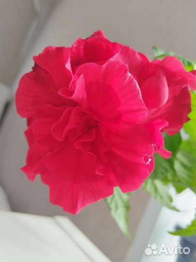 Гибискус, /китайская роза