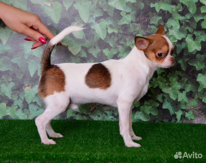 Подрощенный мальчишка чишка 6 мес