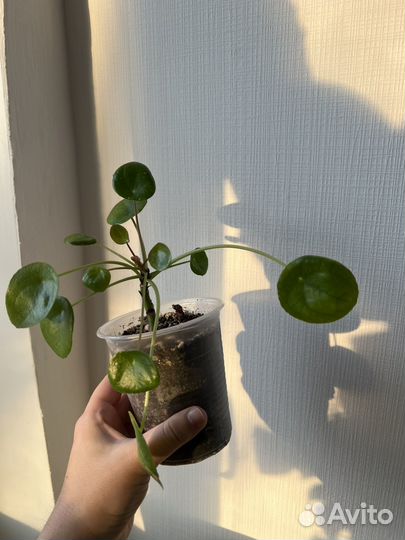 Пилея пеперомиевидная