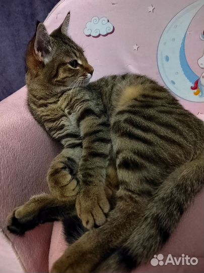 Кошка бесплатно