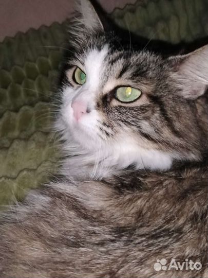 Кошечка Буся