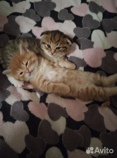 Продам кошечку