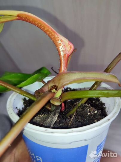 Филодендрон медуза