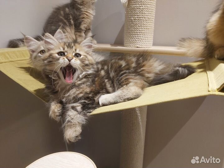 Сибирские котята. Питомник 