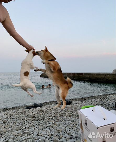 Кобель для вязки сиба ину