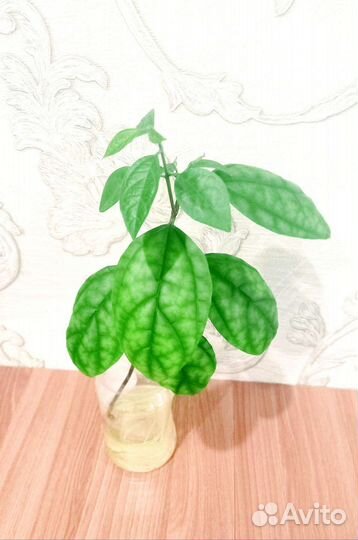 Клеродендрум