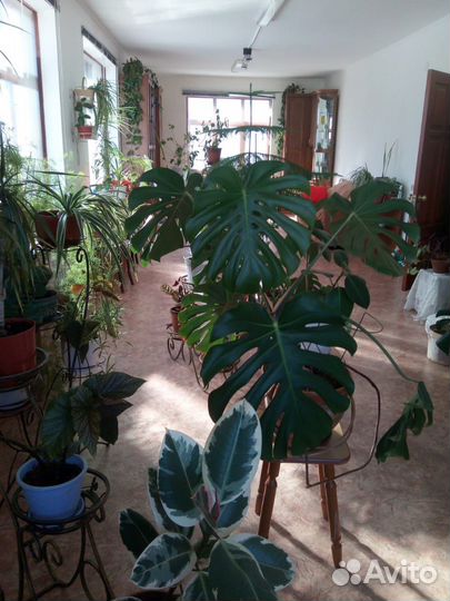 Комнатные растения