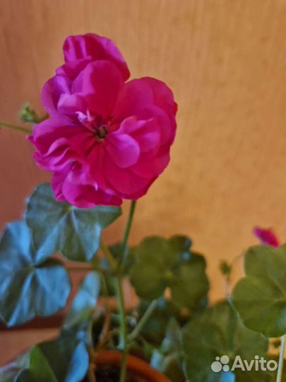 Сортовые Пелларгонии