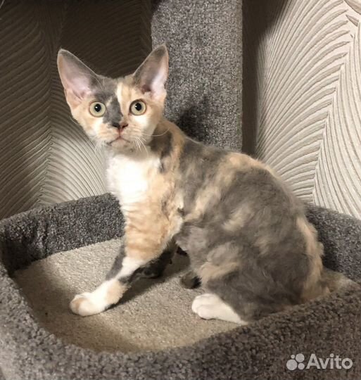 Котята девон-рекс