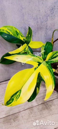 Филодендрон Меджик Маск (Магическая маска)