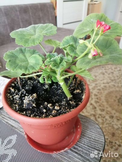 Герань пеларгония