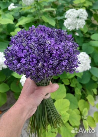Лаванда свежая в букетах