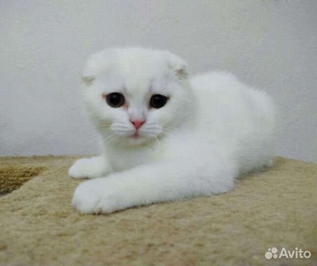 Шотландские вислоухие и прямоухие котята